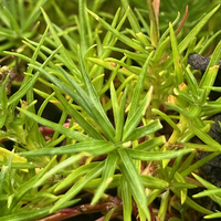 Gentiana ternifolia SDR3258